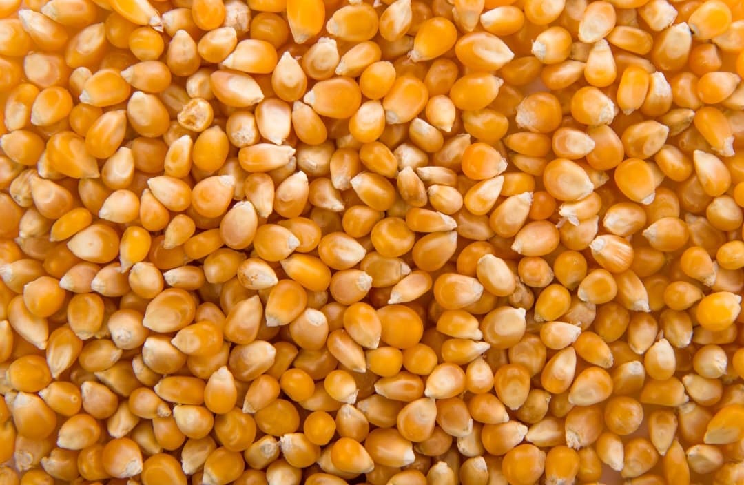 Maize